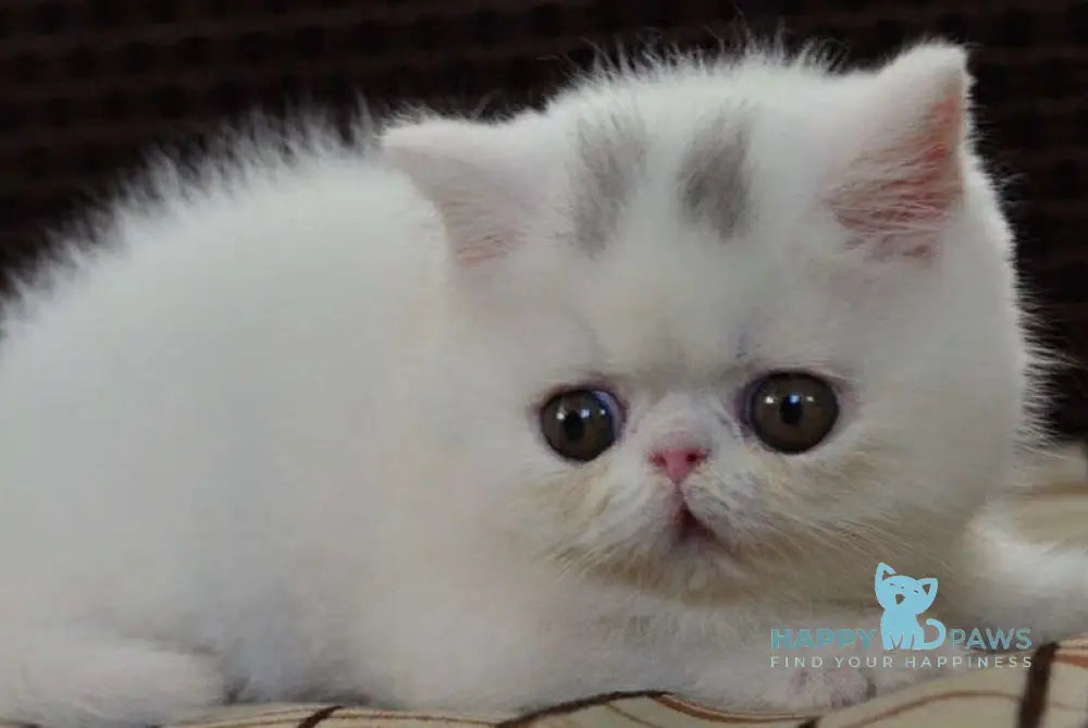 Jacqueline Exotic female white live animals