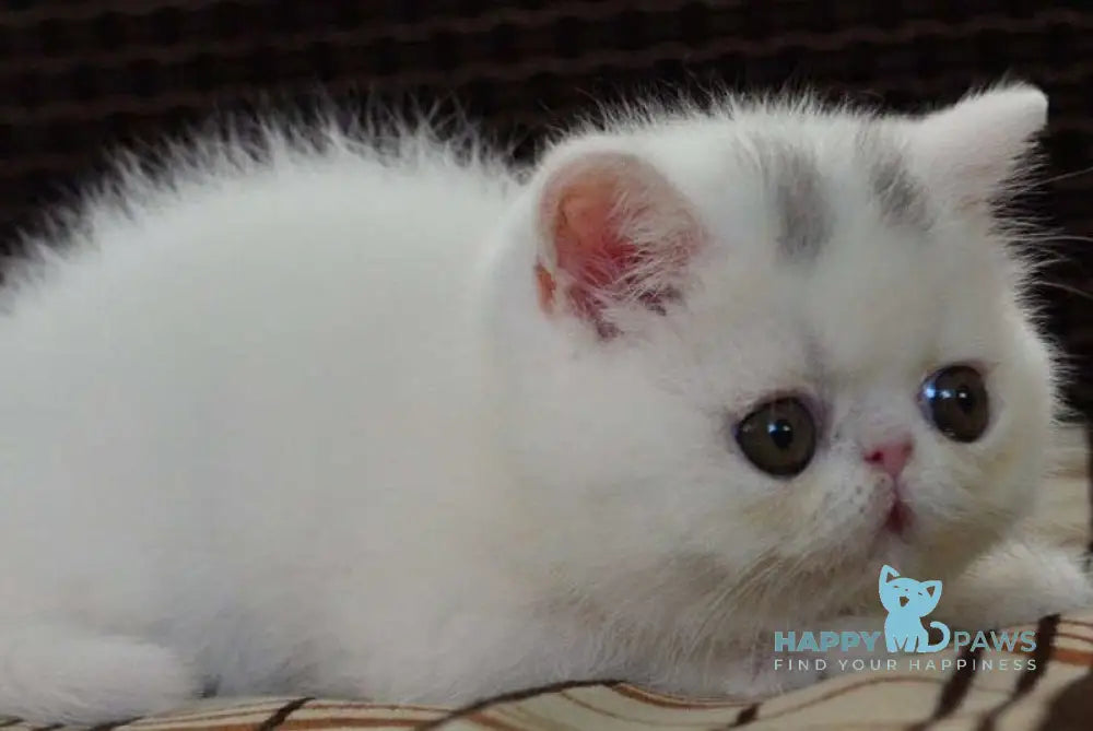 Jacqueline Exotic female white live animals