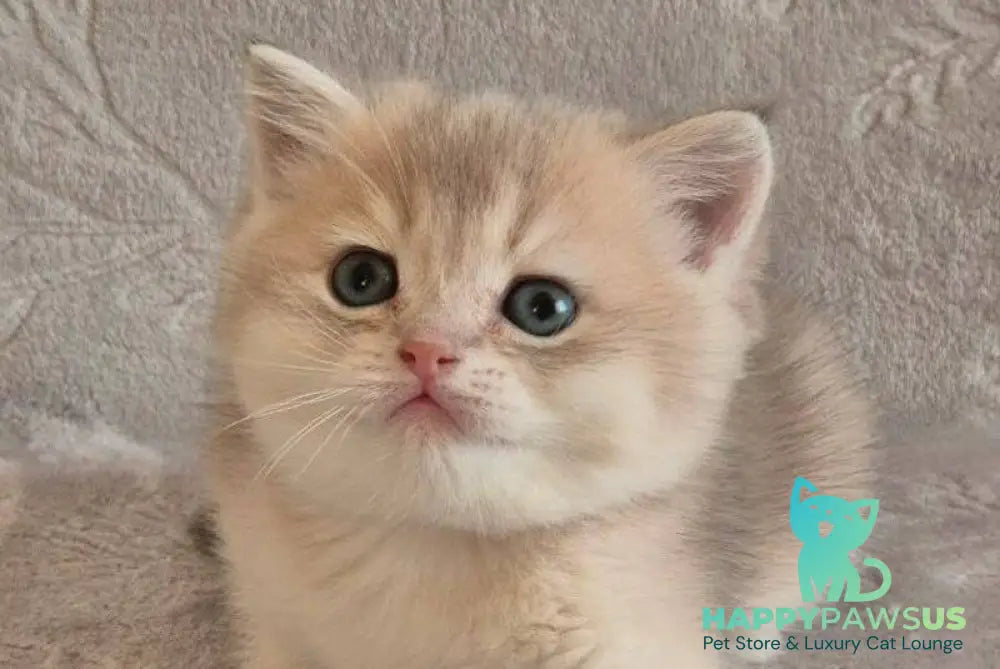Jacques British Shorthair male blue golden shaded live animals