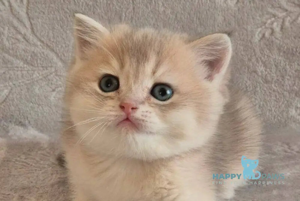 Jacques British Shorthair male blue golden shaded live animals