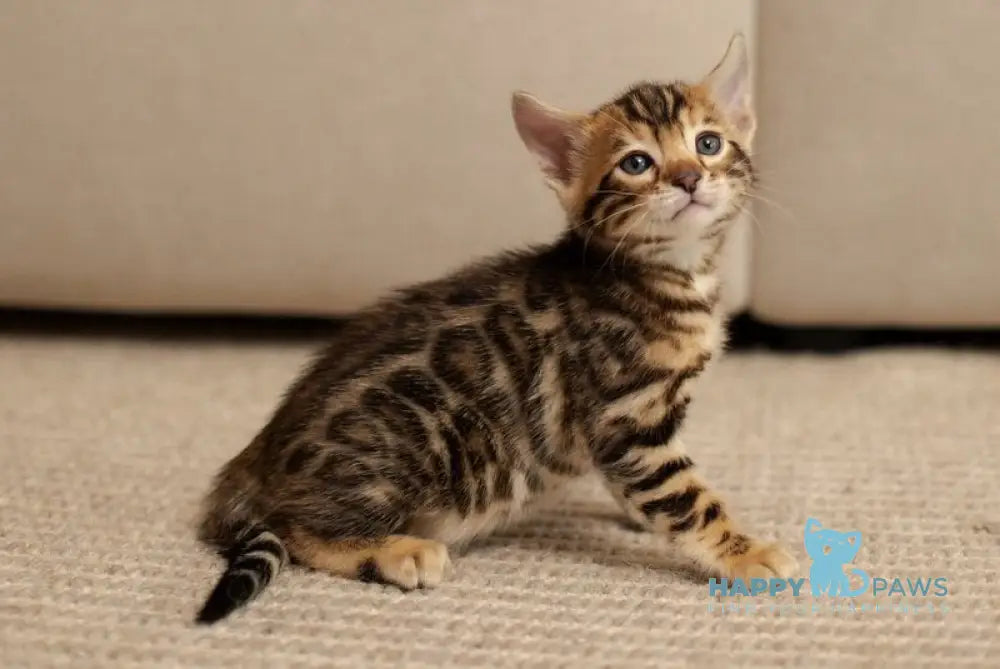 Jade Bengal female black spotted tabby live animals