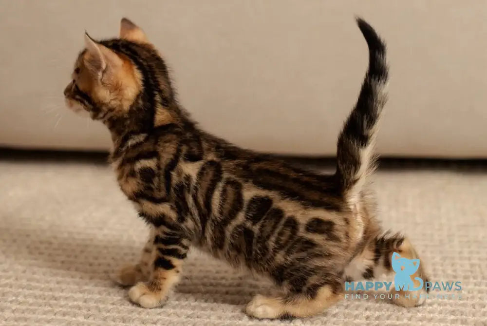 Jade Bengal female black spotted tabby live animals
