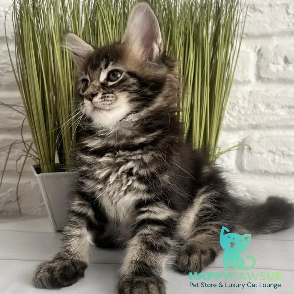 Jade Maine Coon female black tabby - live animals
