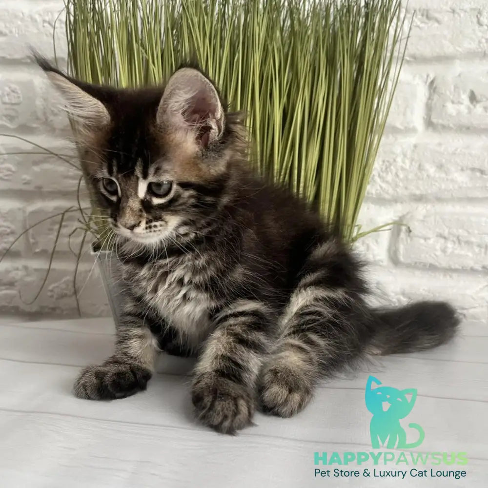 Jade Maine Coon female black tabby - live animals