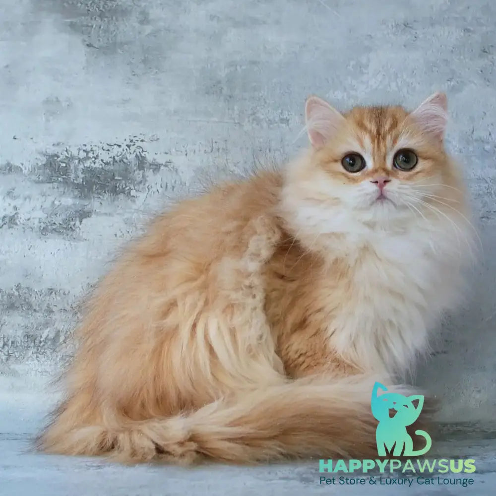 Jady British Longhair female chocolate golden chinchilla - live animals