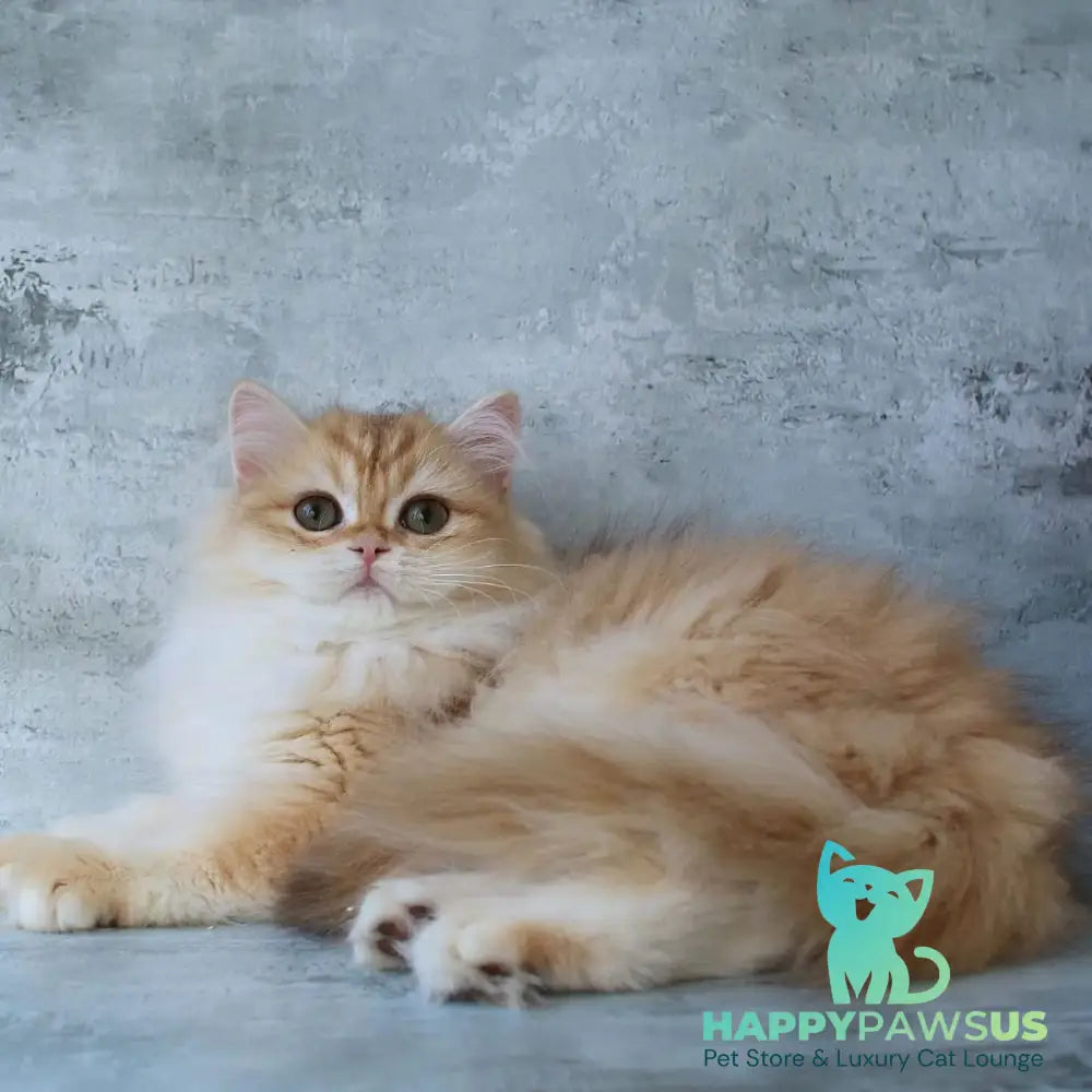 Jady British Longhair female chocolate golden chinchilla - live animals