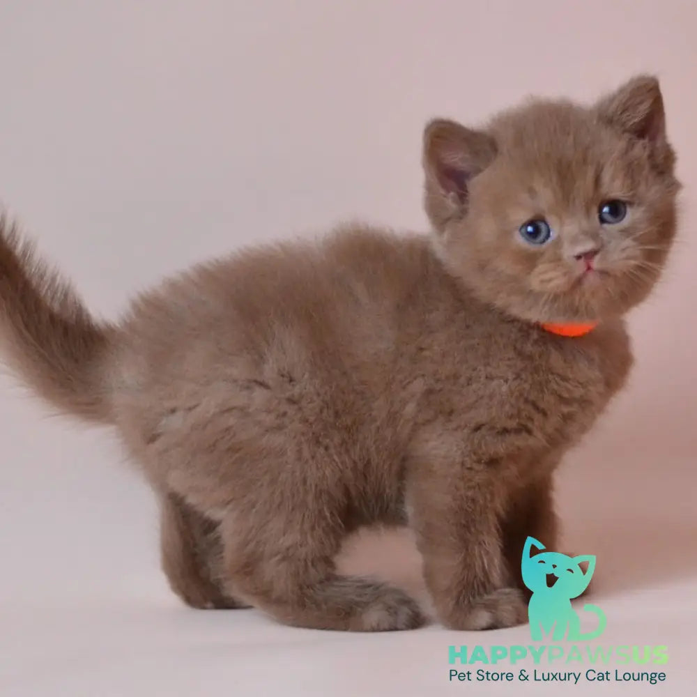 Jady British Shorthair female cinnamon - live animals
