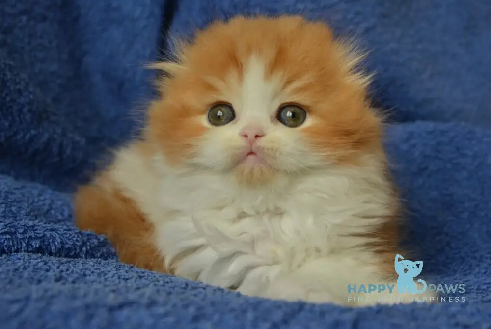 Jaeger Scottish Fold male red tabby bicolour live animals