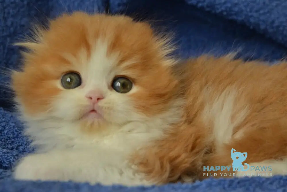 Jaeger Scottish Fold male red tabby bicolour live animals