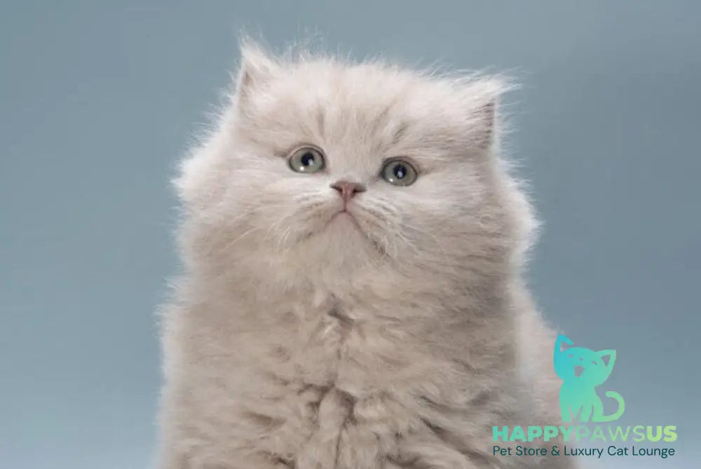 Jagger British Longhair male lilac live animals