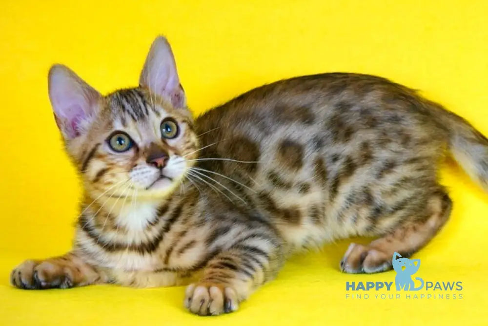 Jaguar Bengal male black spotted tabby live animals