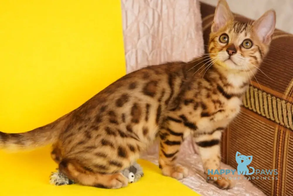 Jaguar Bengal male black spotted tabby live animals