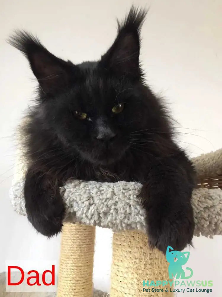 Jaguar Maine Coon male red - live animals