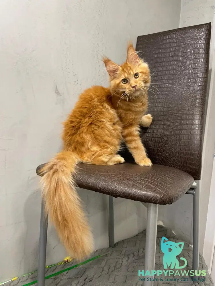 Jaguar Maine Coon male red - live animals