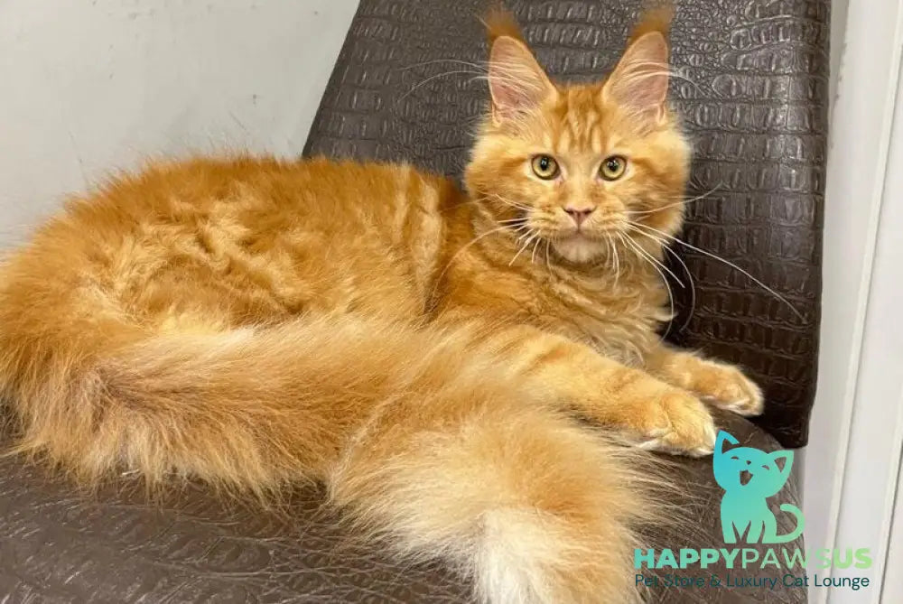 Jaguar Maine Coon male red - live animals