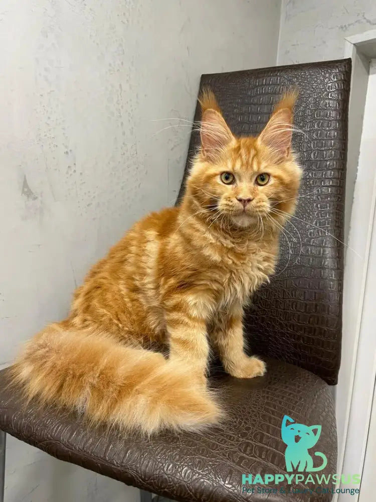 Jaguar Maine Coon male red - live animals