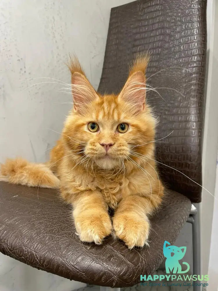 Jaguar Maine Coon male red - live animals