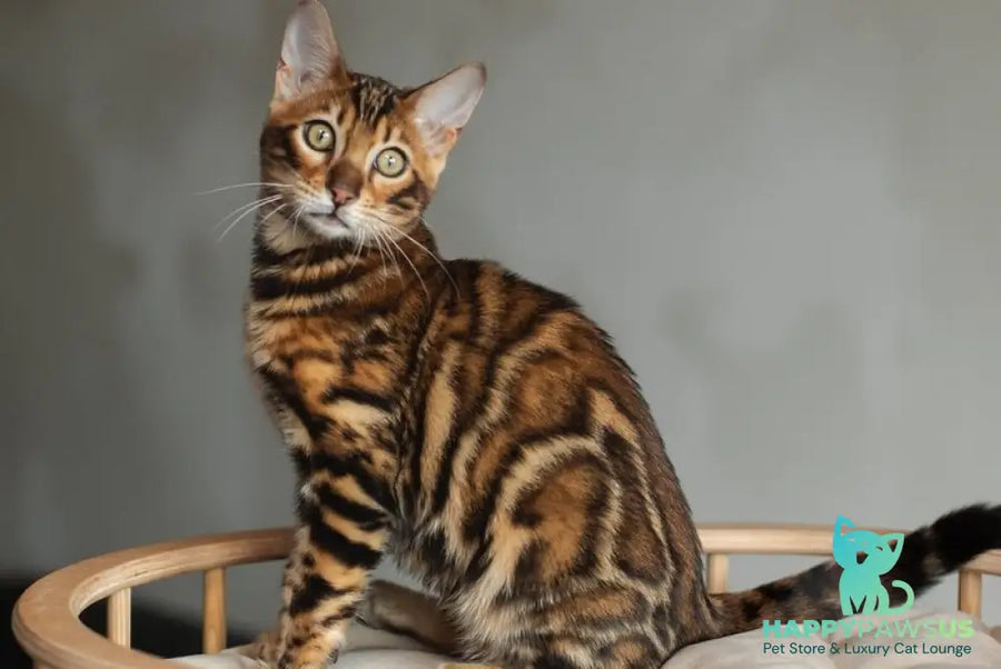 Jaime Bengal male black spotted tabby - live animals