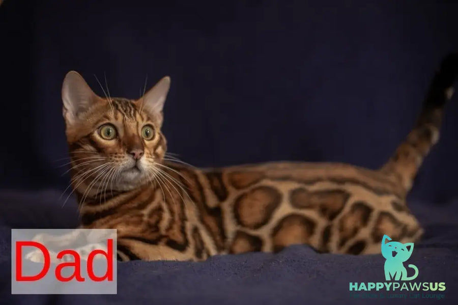 Jaime Bengal male black spotted tabby - live animals