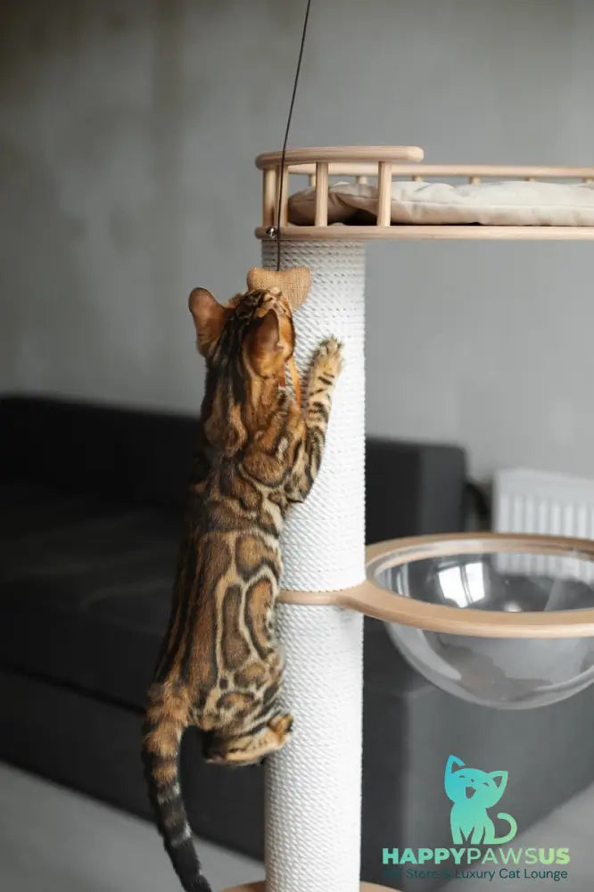 Jaime Bengal male black spotted tabby - live animals