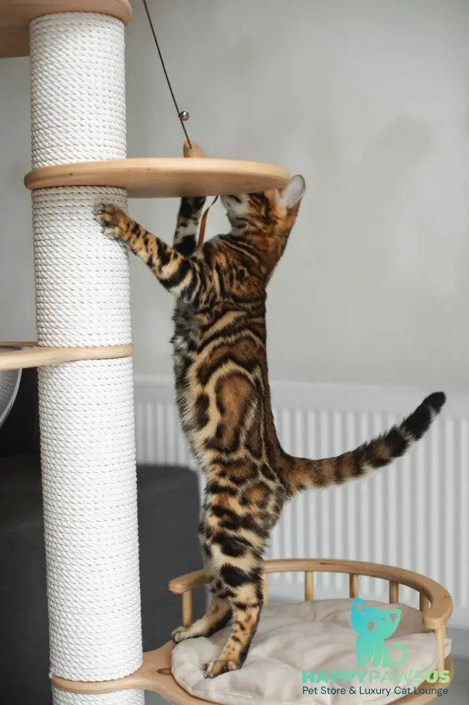 Jaime Bengal male black spotted tabby - live animals