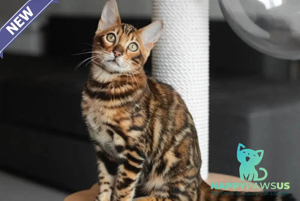 Jaime Bengal male black spotted tabby - live animals