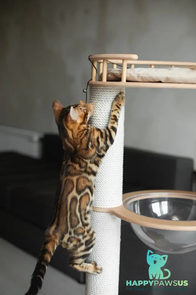 Jaime Bengal male black spotted tabby - live animals