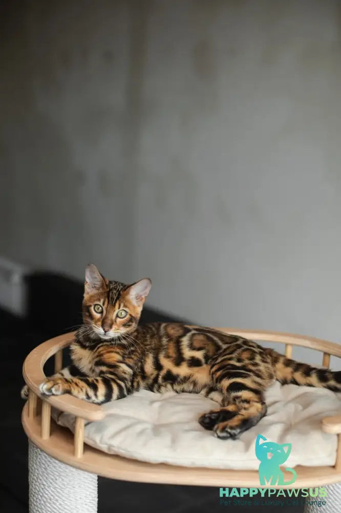 Jaime Bengal male black spotted tabby - live animals