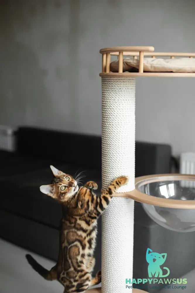 Jaime Bengal male black spotted tabby - live animals