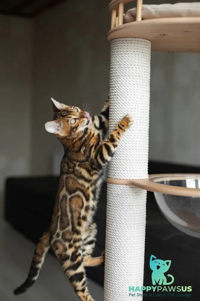 Jaime Bengal male black spotted tabby - live animals