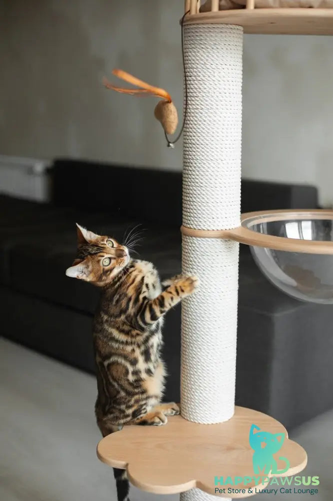 Jaime Bengal male black spotted tabby - live animals