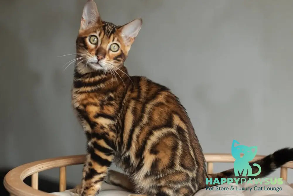 Jaime Bengal male black spotted tabby - live animals
