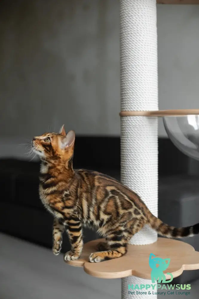 Jaime Bengal male black spotted tabby - live animals