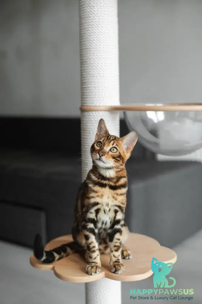 Jaime Bengal male black spotted tabby - live animals