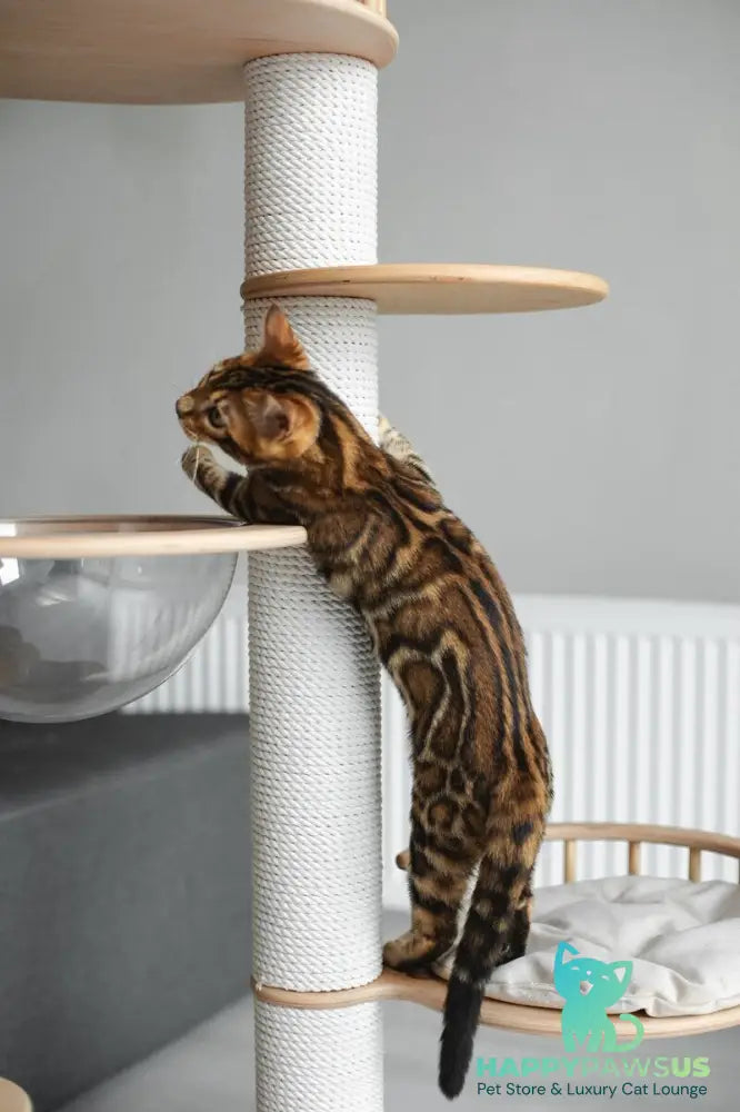 Jaime Bengal male black spotted tabby - live animals