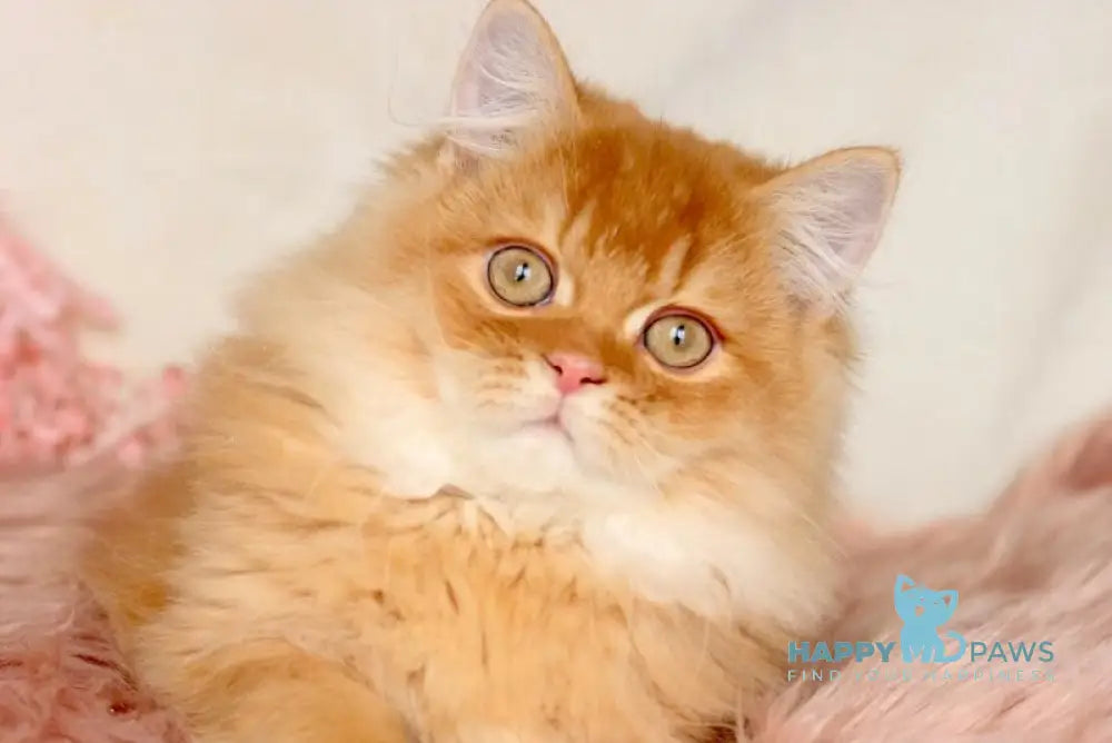 Jak British Shorthair male red golden chinchilla live animals