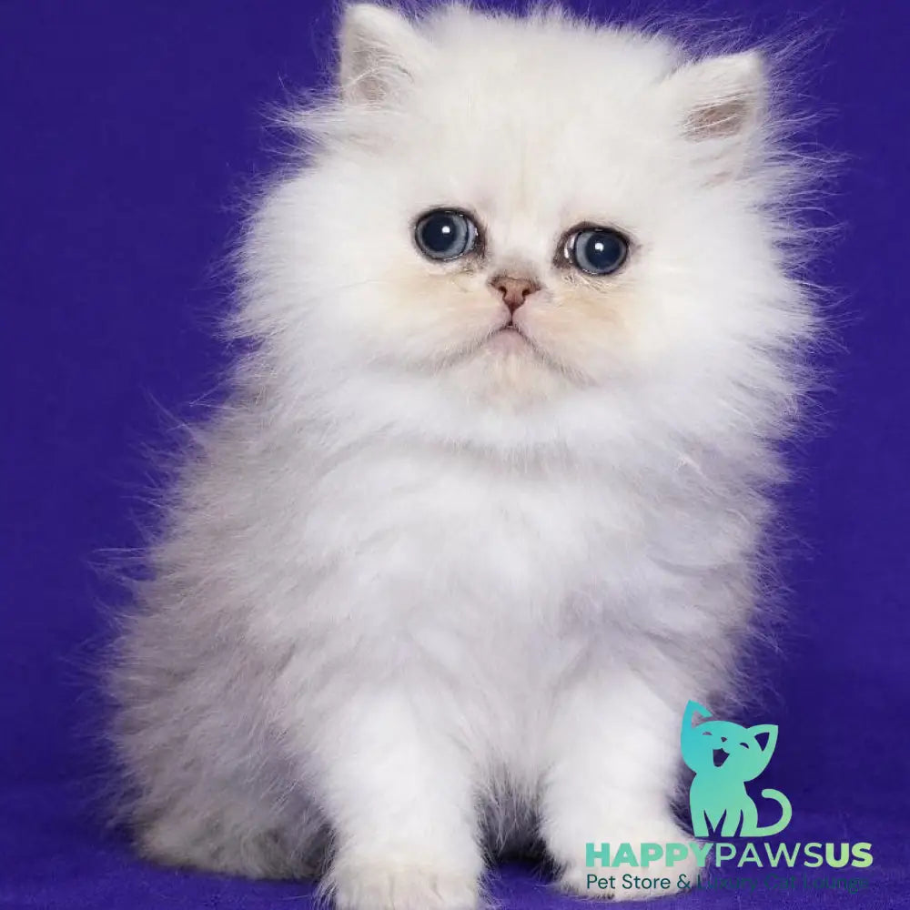Jake Persian male black silver shaded - live animals