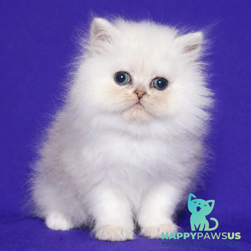 Jake Persian male black silver shaded - live animals