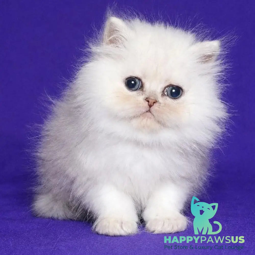 Jake Persian male black silver shaded - live animals