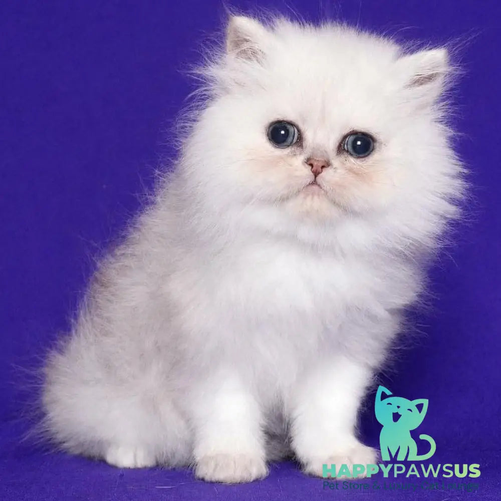 Jake Persian male black silver shaded - live animals