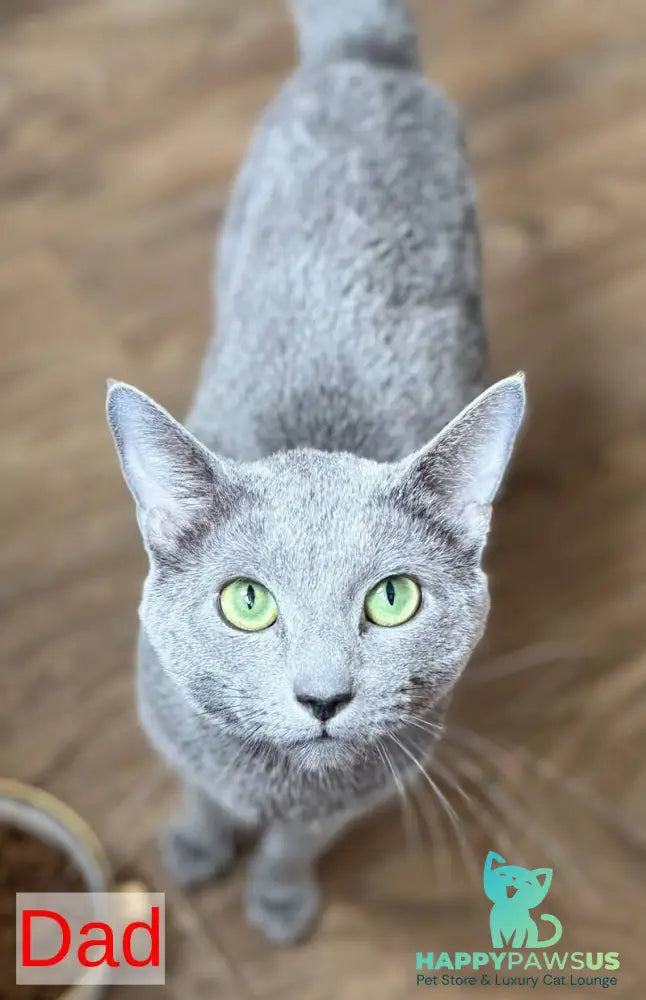 Jake Russian Blue male blue - live animals