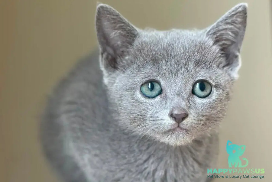 Jake Russian Blue male blue - live animals