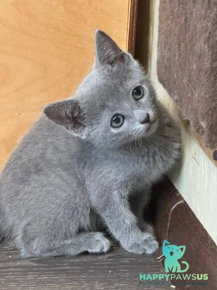 Jake Russian Blue male blue - live animals
