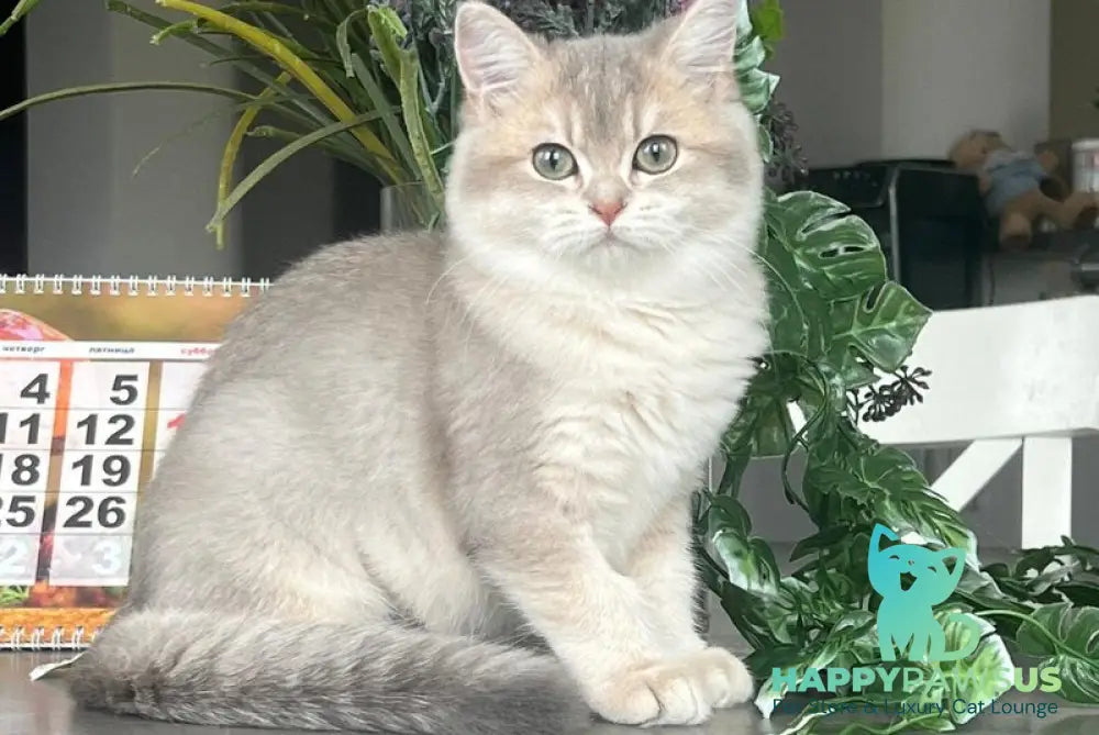 Jakilin British Shorthair female blue golden shaded live animals