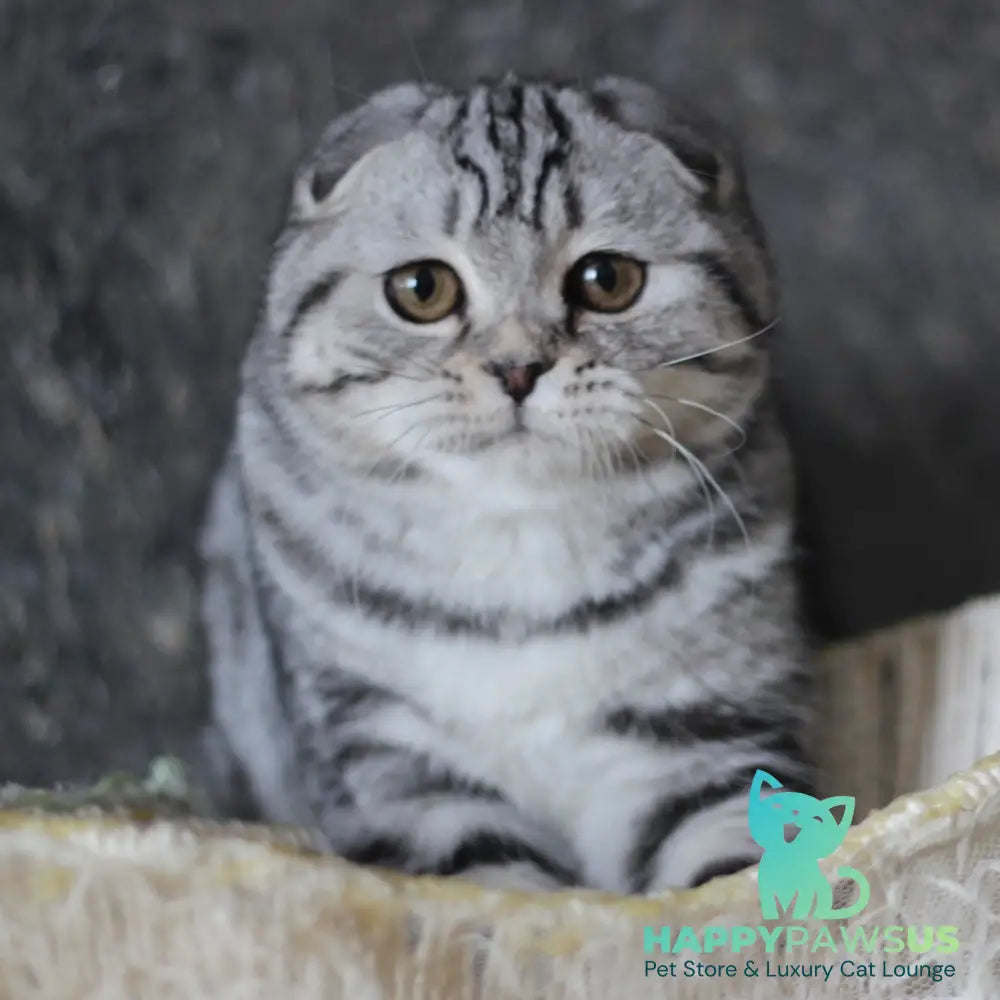 Jakline Scottish Fold female black silver tabby - live animals