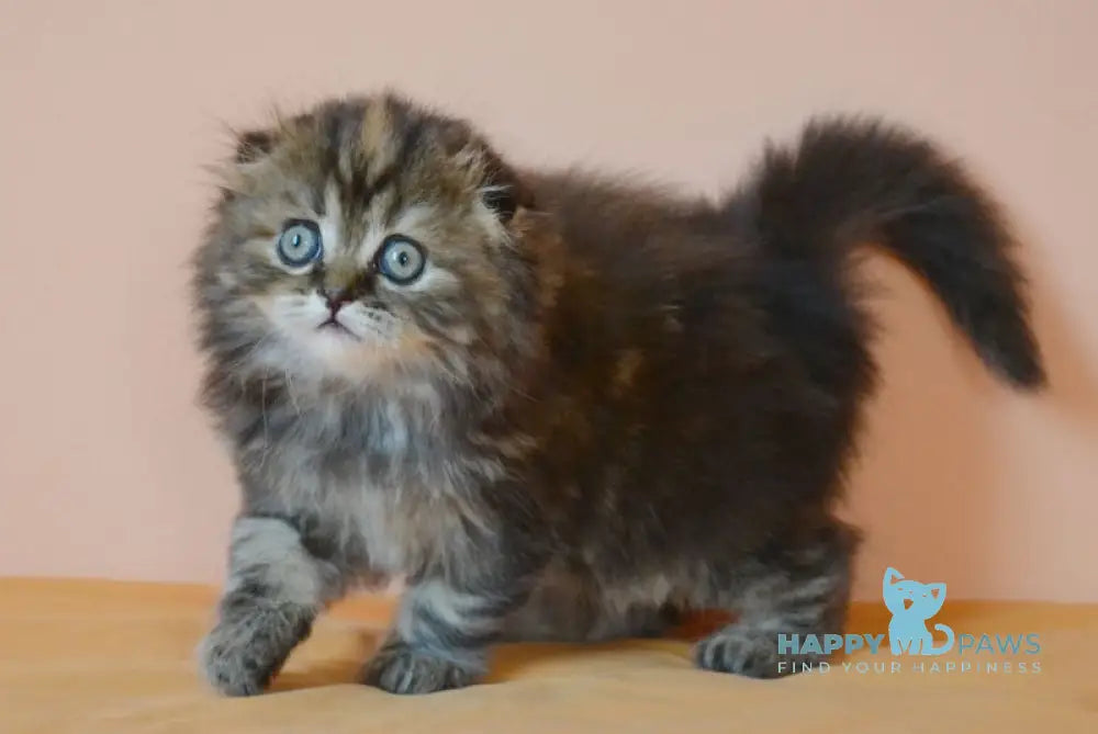 Jakonda Scottish Fold female black tortie tabby live animals