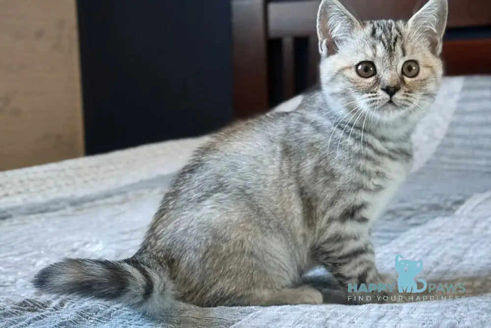 Jakonda Scottish Straight female black tortie silver spotted tabby live animals
