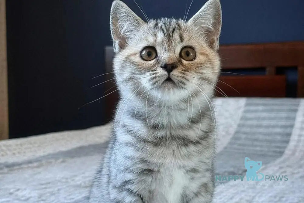 Jakonda Scottish Straight female black tortie silver spotted tabby live animals