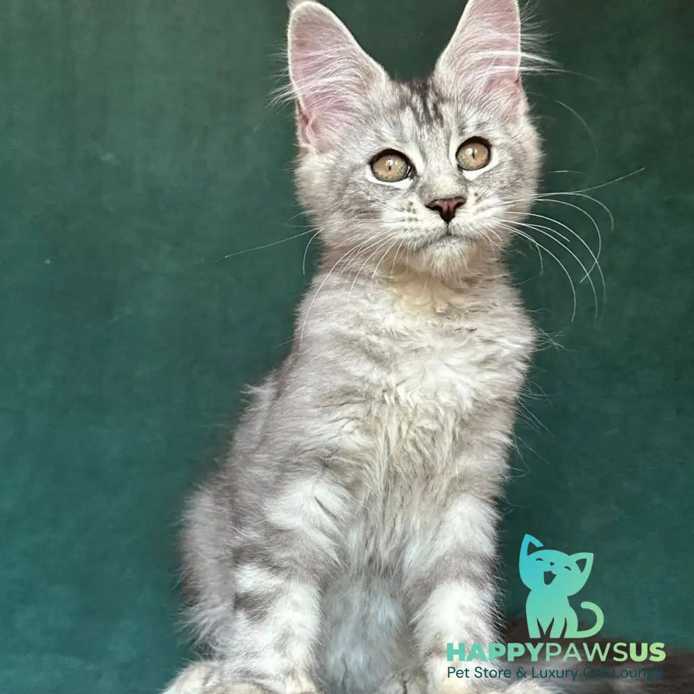Jalila Maine Coon polydactyl 5x6x6x6 female black silver tabby - live animals
