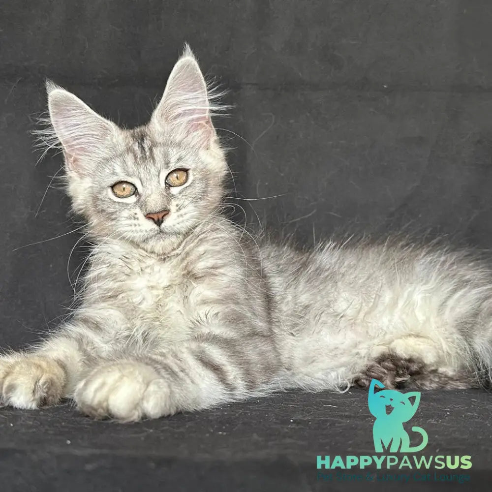 Jalila Maine Coon polydactyl 5x6x6x6 female black silver tabby - live animals